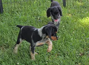 32X NSTRA NOLANS LAST BULLET BRED PUPS
