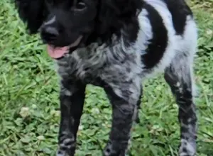 ACK/UKC REG. TATOO DU BOIS COURCOL BRED PUPS