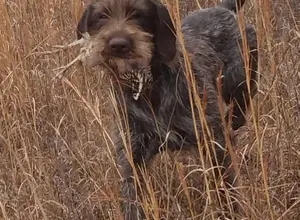 WIREHAIRED POINTING GRIFFON PUPPIES  AKC REGI