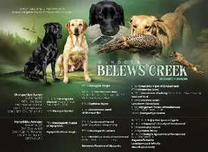 UK CHAMPION PEDIGREE IMPORT X IMPORT PUPS