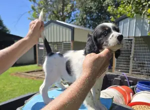 ENGLISH SETTER MALE PUP