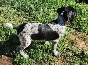 GERMAN SHORTHAIRED POINTER PUPPIES WITH AKC R