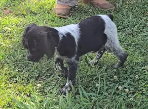 32X NSTRA NOLANS LAST BULLET BRED PUPS
