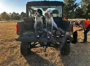 ENGLISH SETTER PUPPIES 1 FEMALES AND 1 MALE