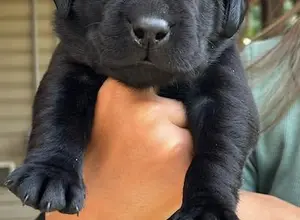 UK CHAMPION PEDIGREE IMPORT X IMPORT PUPS