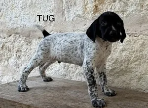 MAXIMILIAN X MILLIE / TUG