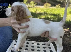 ENGLISH SETTER PUPPIES