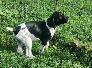 GERMAN SHORTHAIRED POINTER PUPPIES WITH AKC R