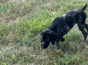 BLACK GSP FEMALE PUP CRATE TRAINED