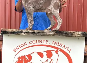 HUPPHAUS GSP PUPS FOR SALE!