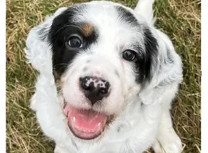 FDSB ENGLISH SETTER PUPPIES, NATL CHAMP SIRE