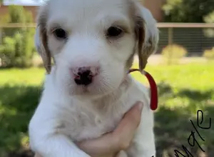 ENGLISH SETTER PUPPIES ENGLISH SETTER PUPPIES