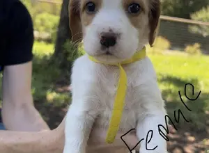 ENGLISH SETTER PUPPIES