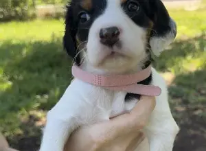 ENGLISH SETTER PUPPIES