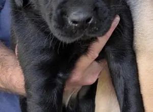 UK CHAMPION PEDIGREE IMPORT X IMPORT PUPS