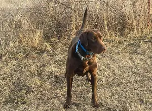 AKC FEMALE CHOCOLATE POINTING LABRADOR AKC FEMALE CHOCOLATE POINTING LABRADOR