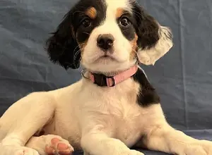 ENGLISH SETTER PUPPIES