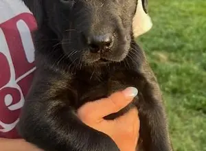 STACKED PEDIGREE IMPORT X IMPORT BRITISH LABS