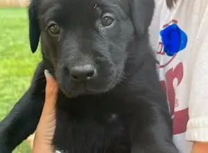 STACKED PEDIGREE IMPORT X IMPORT BRITISH LABS