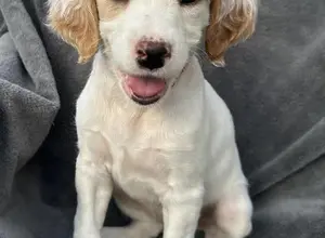 ENGLISH SETTER PUPPIES 1MALE &1 FEMALE LEFT