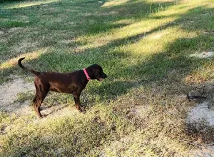 AKC FEMALE CHOCOLATE POINTING LABRADOR AKC FEMALE CHOCOLATE POINTING LABRADOR