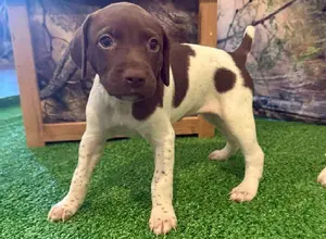 FIELD BRED GSP PUPS.