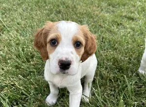 ENGLISH SETTER PUPPIES 1MALE &1 FEMALE LEFT