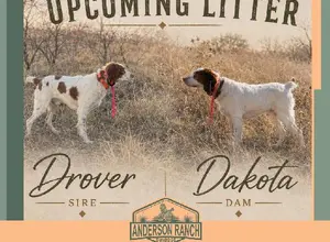 BRITTANY PUPS COMING IN SEPTEMBER ????
