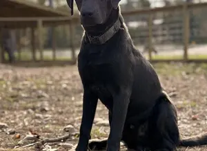 YOUNG LABRADOR