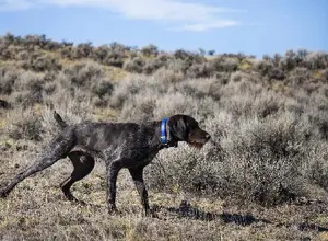 GERMAN WIREHAIR POINTER PUPPIES