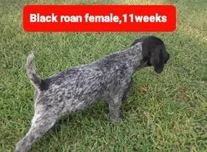 SIPES GUNDOGS KANSAS WIREHAIRS 2026