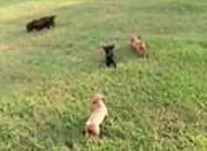 AKC ENGLISH COCKERS READY TO GO- 7 VIDEOS