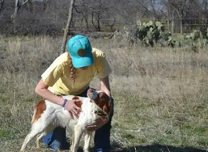 BRITTANY PUPS - BRED FOR FIELD/FAMILY