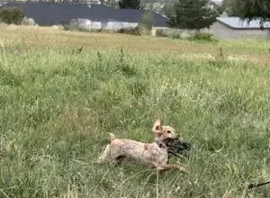 STARTED ENGLISH COCKER SPANIEL