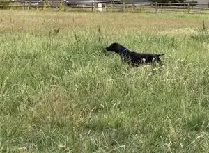 STARTED GSP BY DUAL CHAMPION SIRE CH.JH DAM