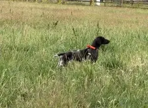 STARTED GSP BY DUAL CHAMPION SIRE CH.JH DAM