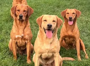 UK CHAMPION PEDIGREE IMPORT X IMPORT PUPS