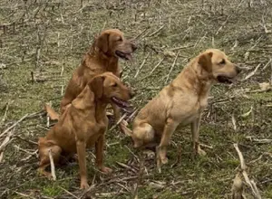 UK CHAMPION PEDIGREE IMPORT X IMPORT PUPS