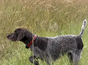TRAINED GERMAN SHORTHIARED POINTERS.