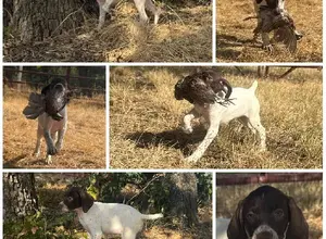 FIELD BRED GSP PUPS