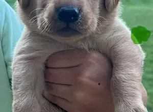 UK CHAMPION PEDIGREE IMPORT X IMPORT PUPS