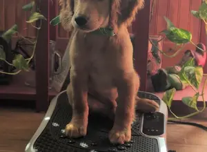 AKC ENGLISH COCKER READY TO GO- 7 VIDEOS