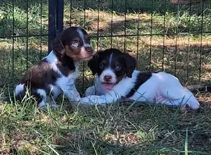 NOLANS LAST BULLET LINE BRED BRITTANY PUPS NOLANS LAST BULLET LINE BRED BRITTANY PUPS