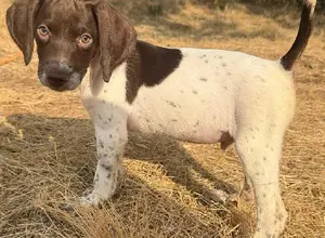 FIELD BRED GSP PUPS