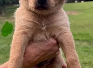 UK CHAMPION PEDIGREE IMPORT X IMPORT PUPS