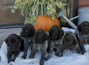 LIVER/ROAN GSP FEMALES TOP LINES