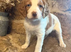 BRITTANY PUPS - BRED FOR FIELD/FAMILY