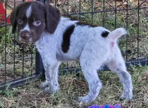NOLANS LAST BULLET LINE BRED BRITTANY PUPS