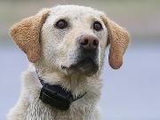 Understanding Canine Influenza