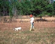 Bending Drills Teach Dogs to Hunt Efficiently